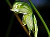 Bunochilus chlorogrammus  - Green Striped Greenhood.jpg